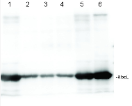 RbcL | Rubisco large subunit, form I (affinity purified) in the group Antibodies Plant/Algal / Global Antibodies at Agrisera AB (Antibodies for research) (AS03 037A)